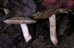 Inocybe dulciolens