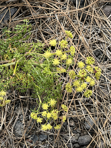 Rutheopsis tortuosa image