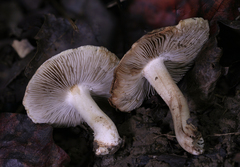 Inocybe dulciolens