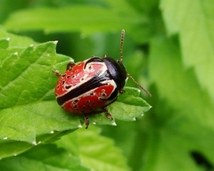 Calligrapha spiraeae