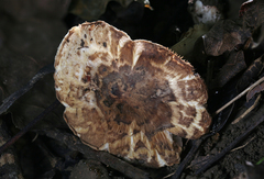 Inocybe dulciolens