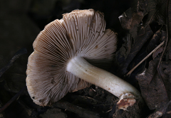 Inocybe dulciolens