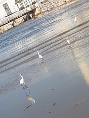 Egretta garzetta