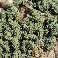 Herniaria incana
