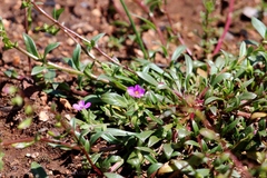 Calandrinia breweri