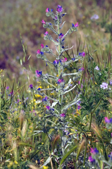 Echium plantagineum