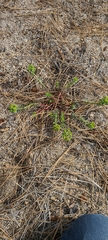 Euphorbia lurida