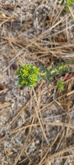 Euphorbia lurida