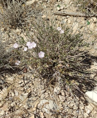 Convolvulus oleifolius