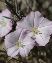 Convolvulus oleifolius