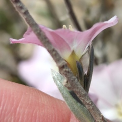 Convolvulus oleifolius