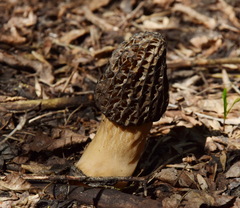 Morchella esculenta
