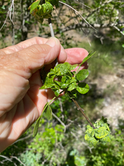 Prociphilus fraxinifolii