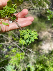 Prociphilus fraxinifolii