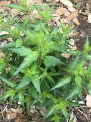 Anisacanthus