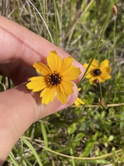 Coreopsis linifolia