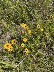 Coreopsis linifolia