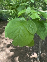 Styracaceae