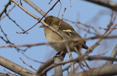 Fringilla coelebs