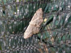 Idaea incisaria