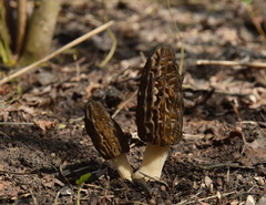 Morchella esculenta