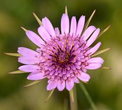 Tragopogon porrifolius