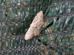 Idaea incisaria