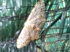 Idaea incisaria