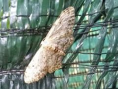 Idaea incisaria