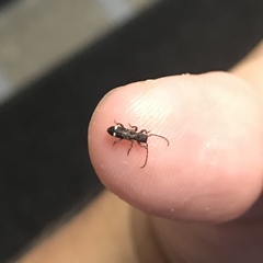 Psenocerus supernotatus