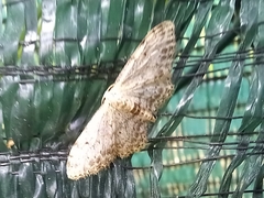 Idaea incisaria