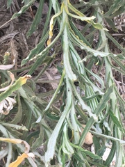 Pseudognaphalium leucocephalum