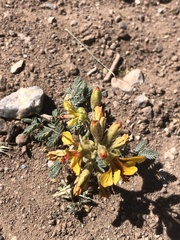 Hoffmannseggia glauca