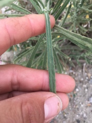 Pseudognaphalium leucocephalum