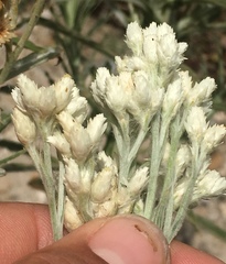 Pseudognaphalium leucocephalum