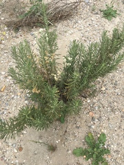 Pseudognaphalium leucocephalum