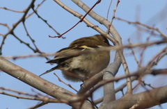 Fringilla coelebs