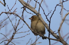 Fringilla coelebs