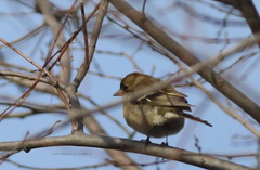 Fringilla coelebs