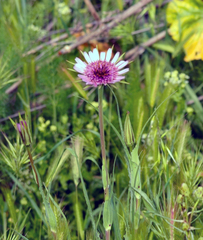 Tragopogon porrifolius