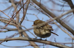 Fringilla coelebs