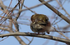 Fringilla coelebs