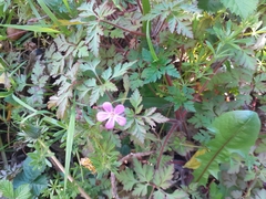Geranium robertianum