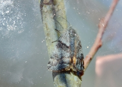 Archiearinae