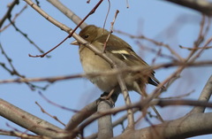 Fringilla coelebs