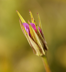 Tragopogon porrifolius
