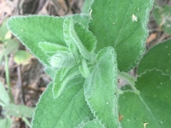 Stachys albens