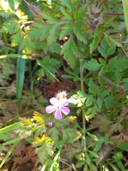 Geranium robertianum