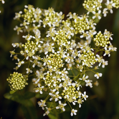 Lepidium draba