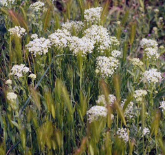 Lepidium draba